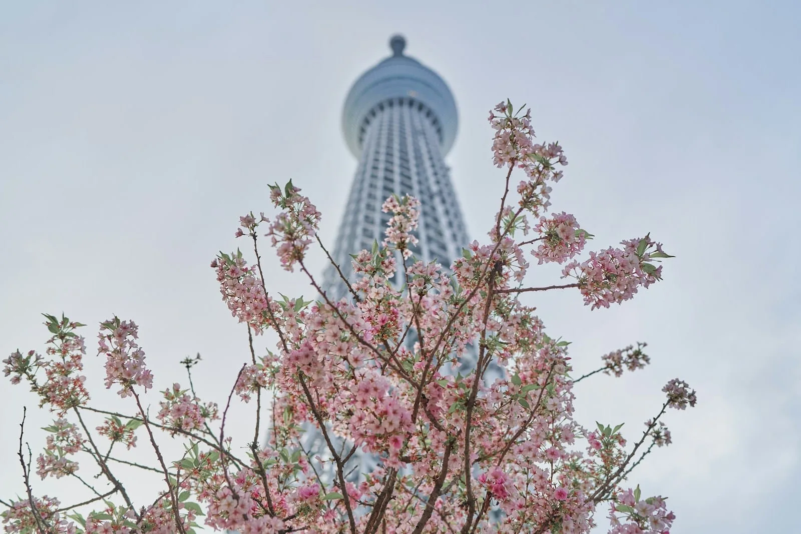 Cherry blossom arches over the moat at Chidorigafuchi in Tokyo